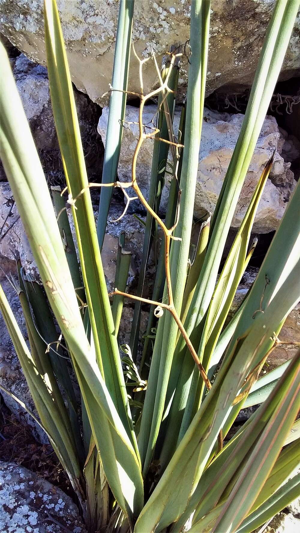 Image of Dianella revoluta var. divaricata (R. Br.) R. J. F. Hend.