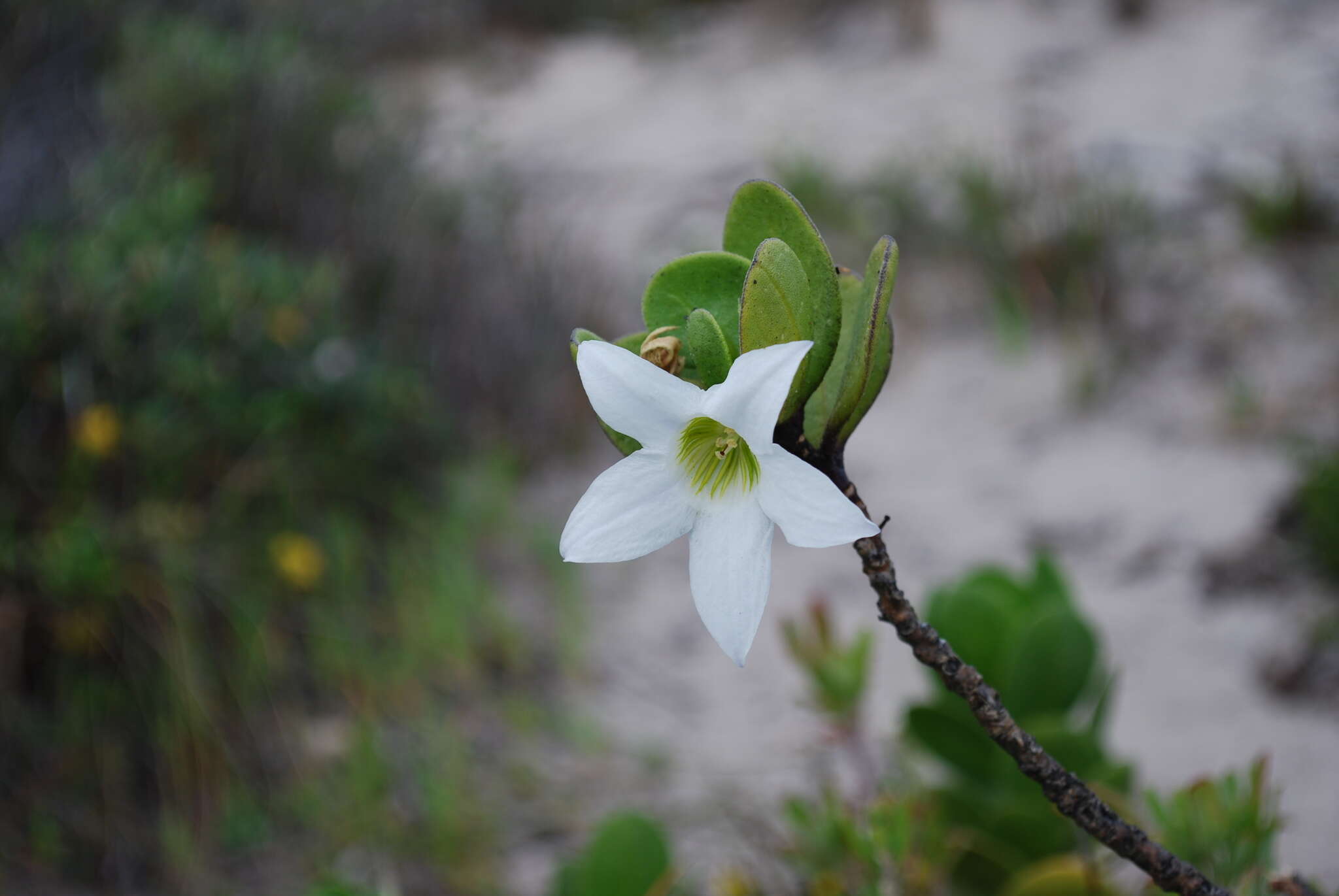 Image of Anthocercis viscosa R. Br.