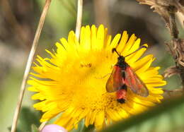 Image of Zygaena favonia Freyer 1845