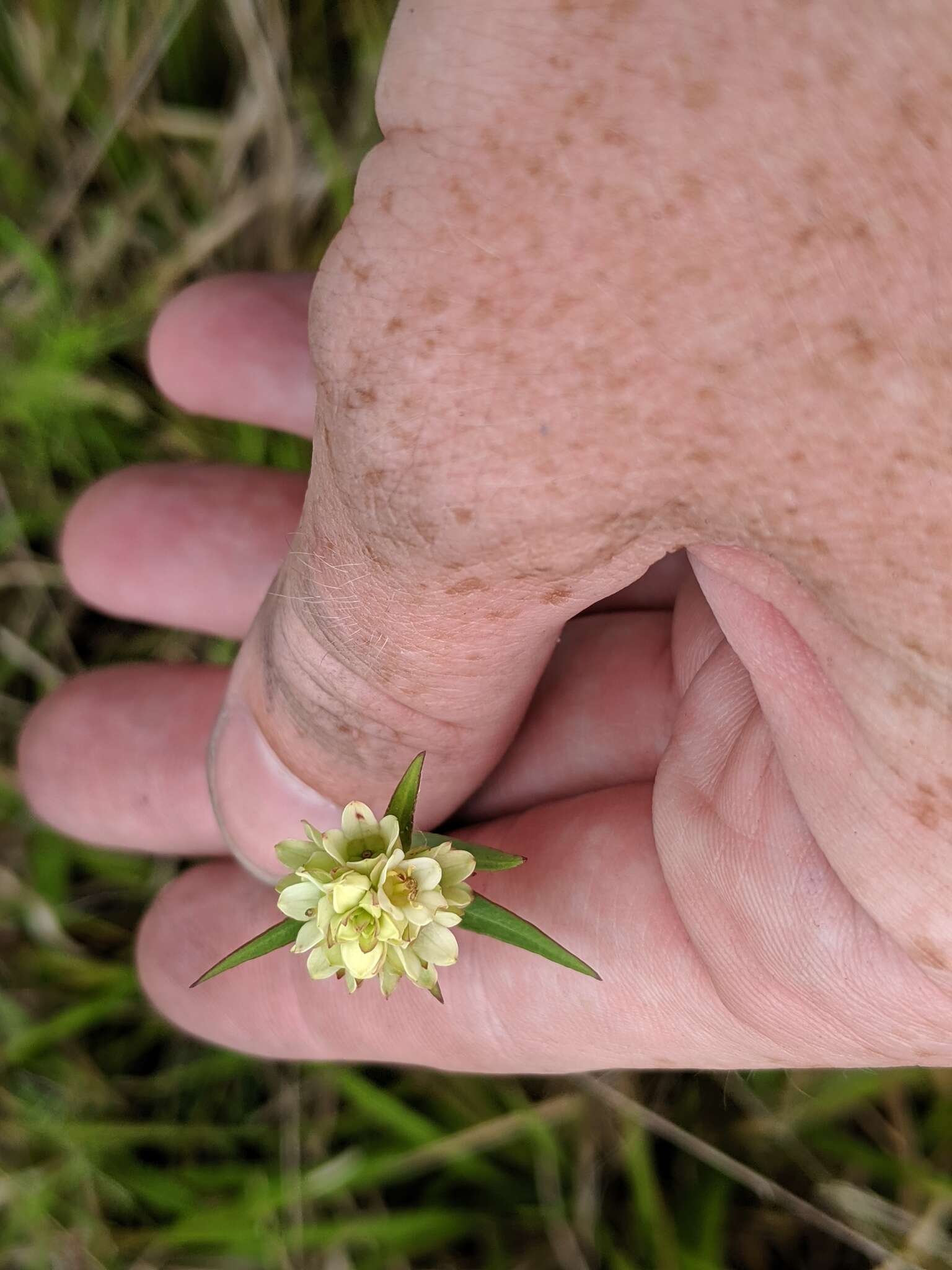 Image of Shrubby Primrose-Willow