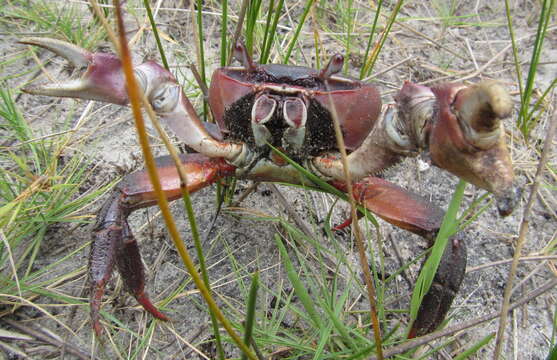 Image of brown land crab