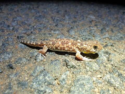 Image of Ptenopus garrulus maculatus Gray 1866