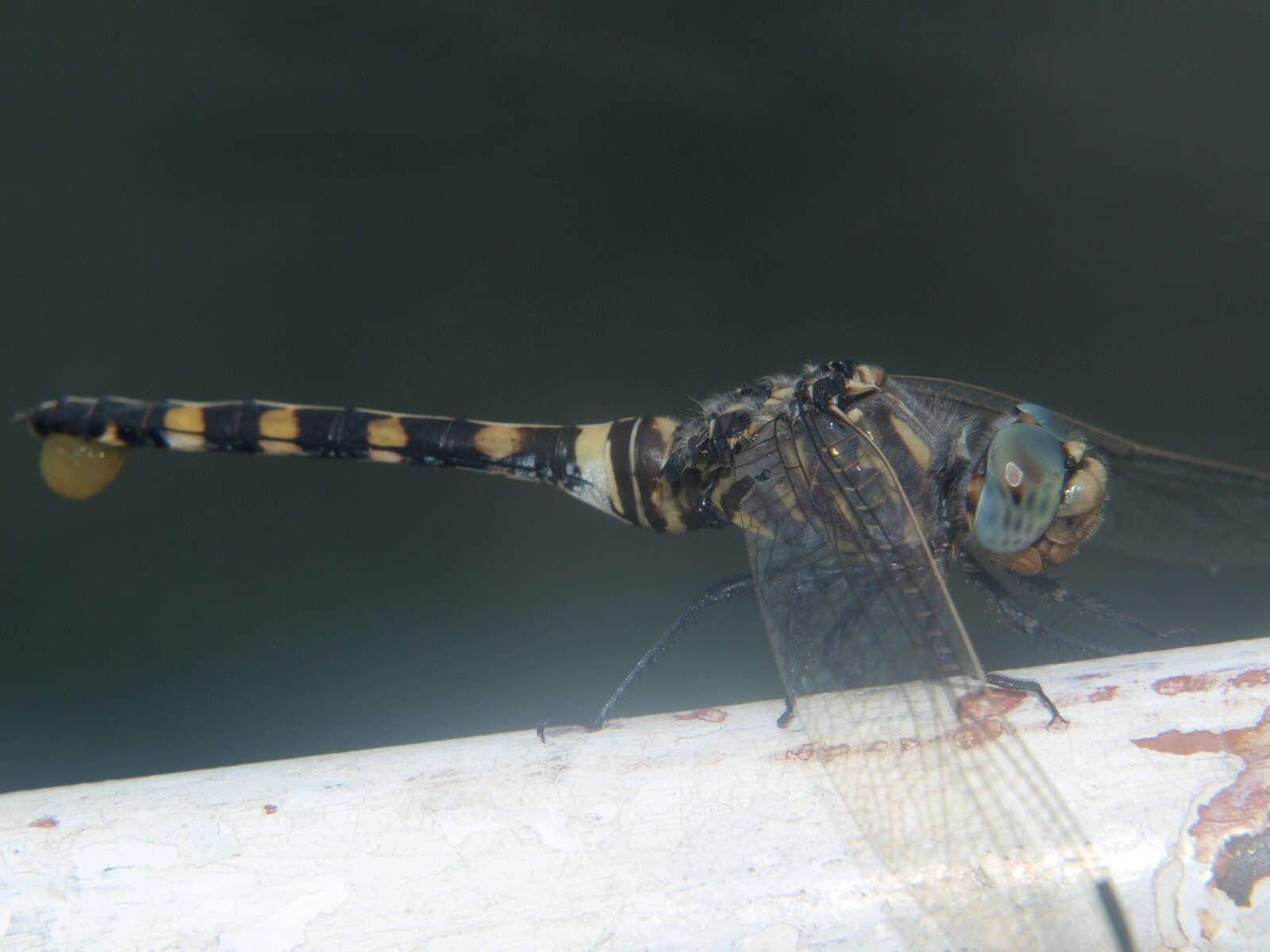 Image of Southern Riverking