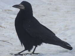 Слика од Corvus frugilegus frugilegus Linnaeus 1758