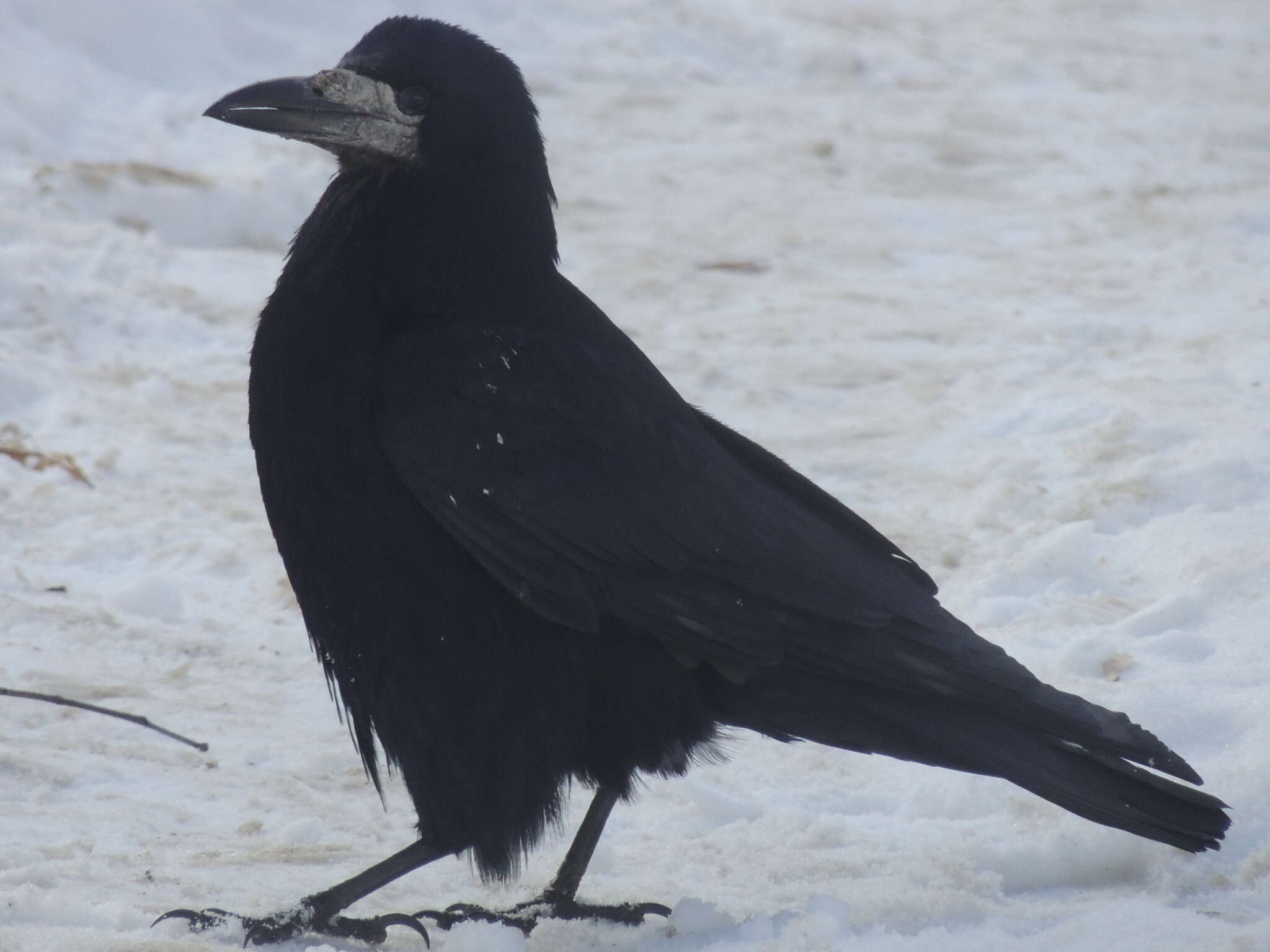 Image of Corvus frugilegus frugilegus Linnaeus 1758