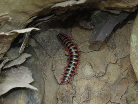 Image of Brachoria forficata (Shelley 1986)