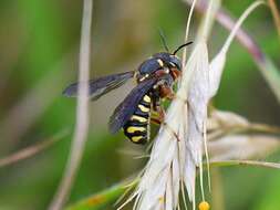 صورة Dianthidium texanum (Cresson 1878)