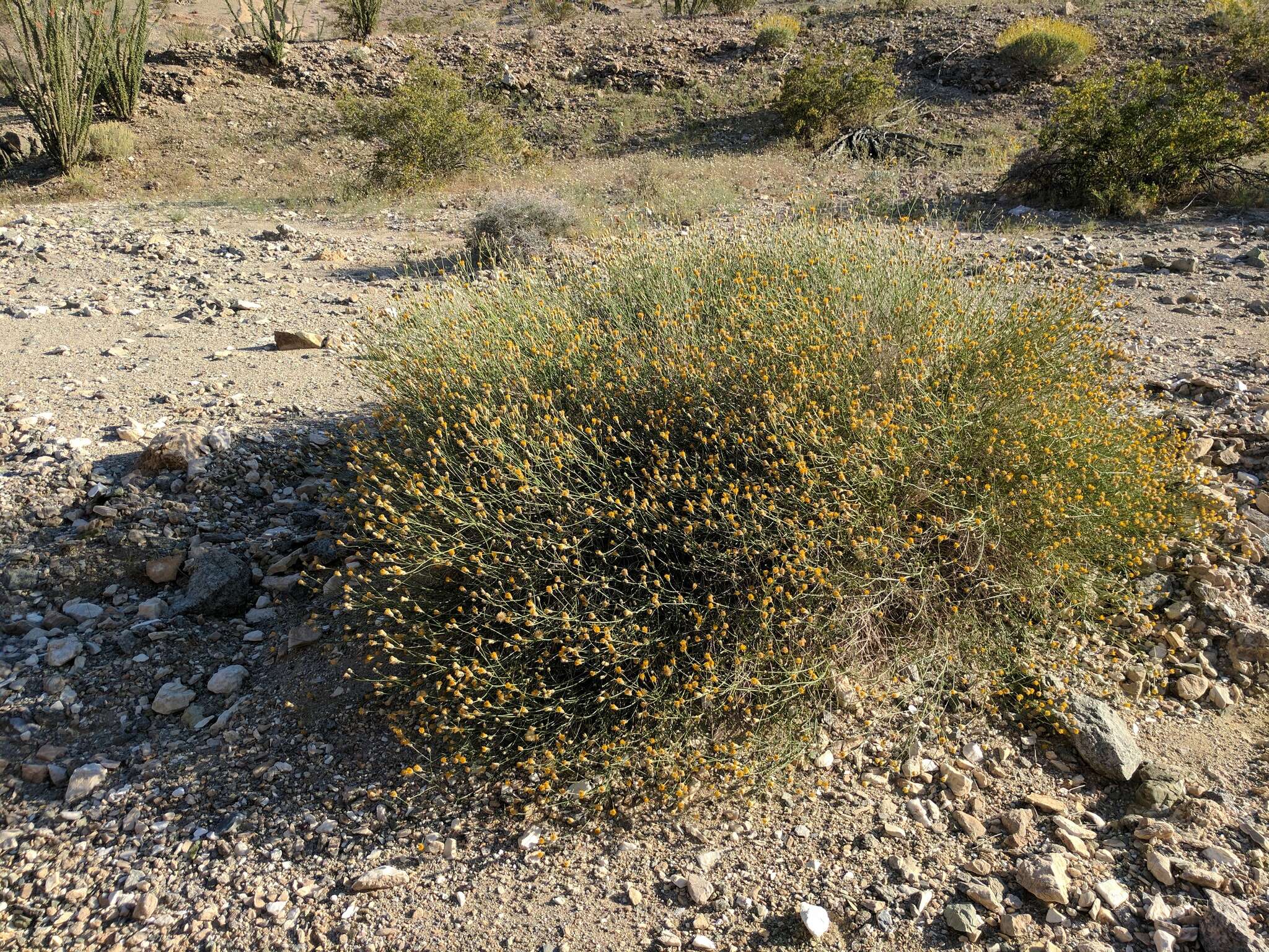 Image de Bebbia juncea var. aspera Greene