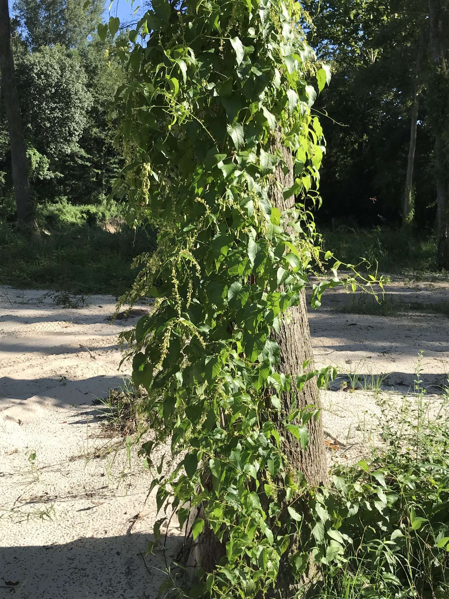 Image of American buckwheat vine