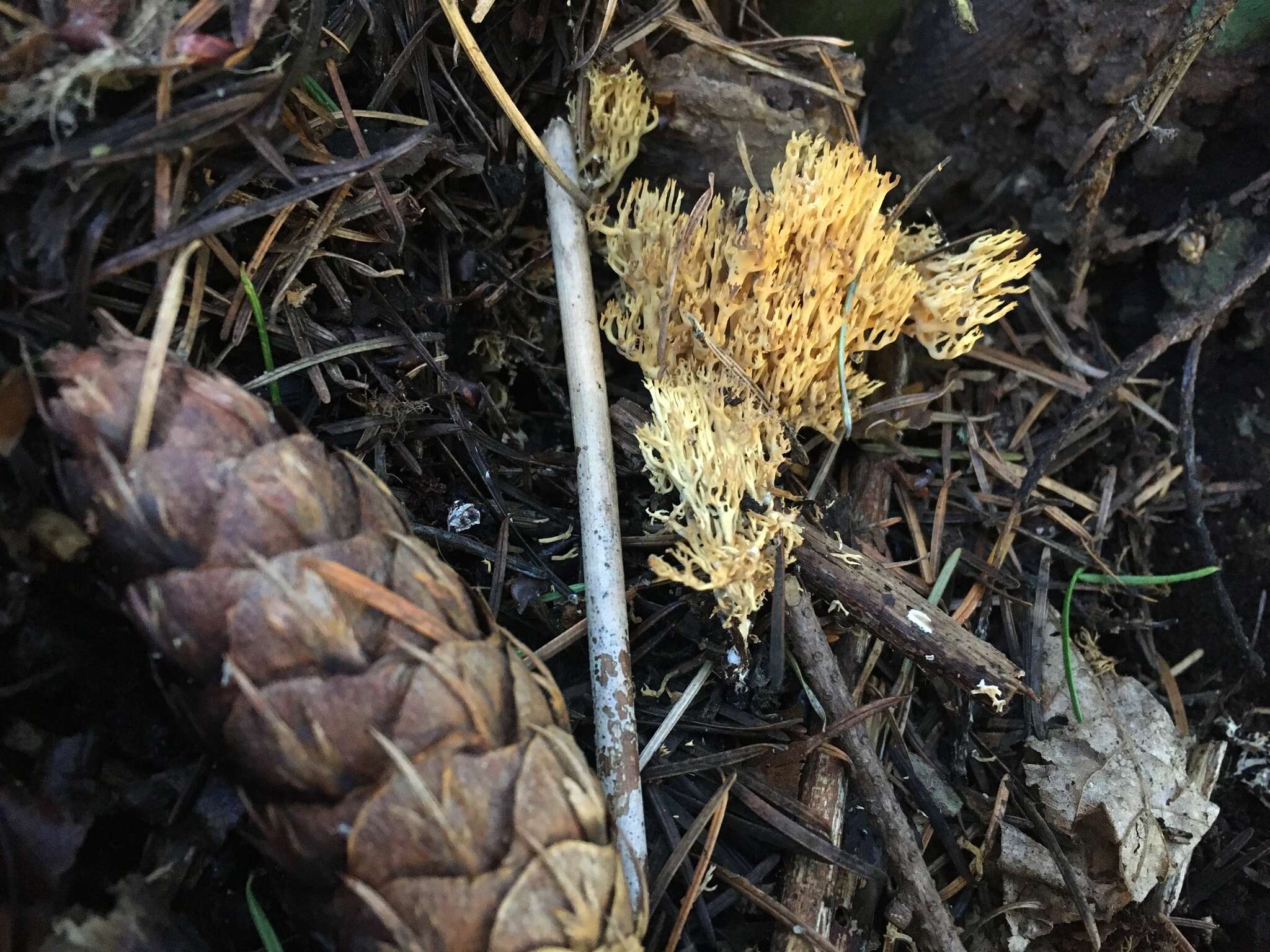 Image de Phaeoclavulina myceliosa