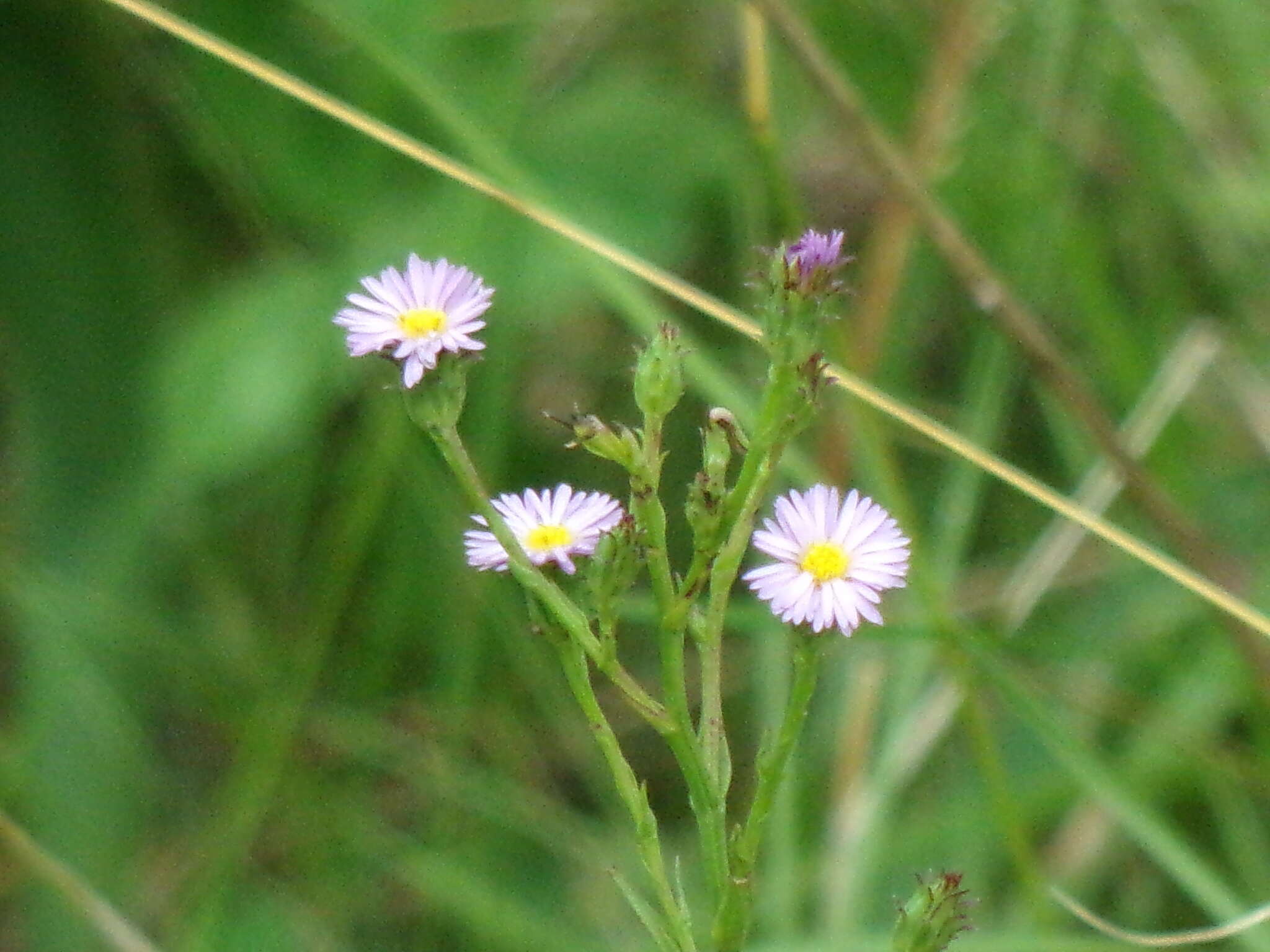 Image of Symphyotrichum graminifolium (Spreng.) G. L. Nesom