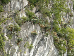 Image de Cycas clivicola K. D. Hill