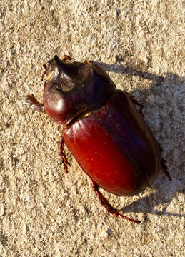 Image of Strategus aloeus (Linnaeus 1758)