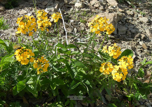 Image of Erysimum amurense Kitag.