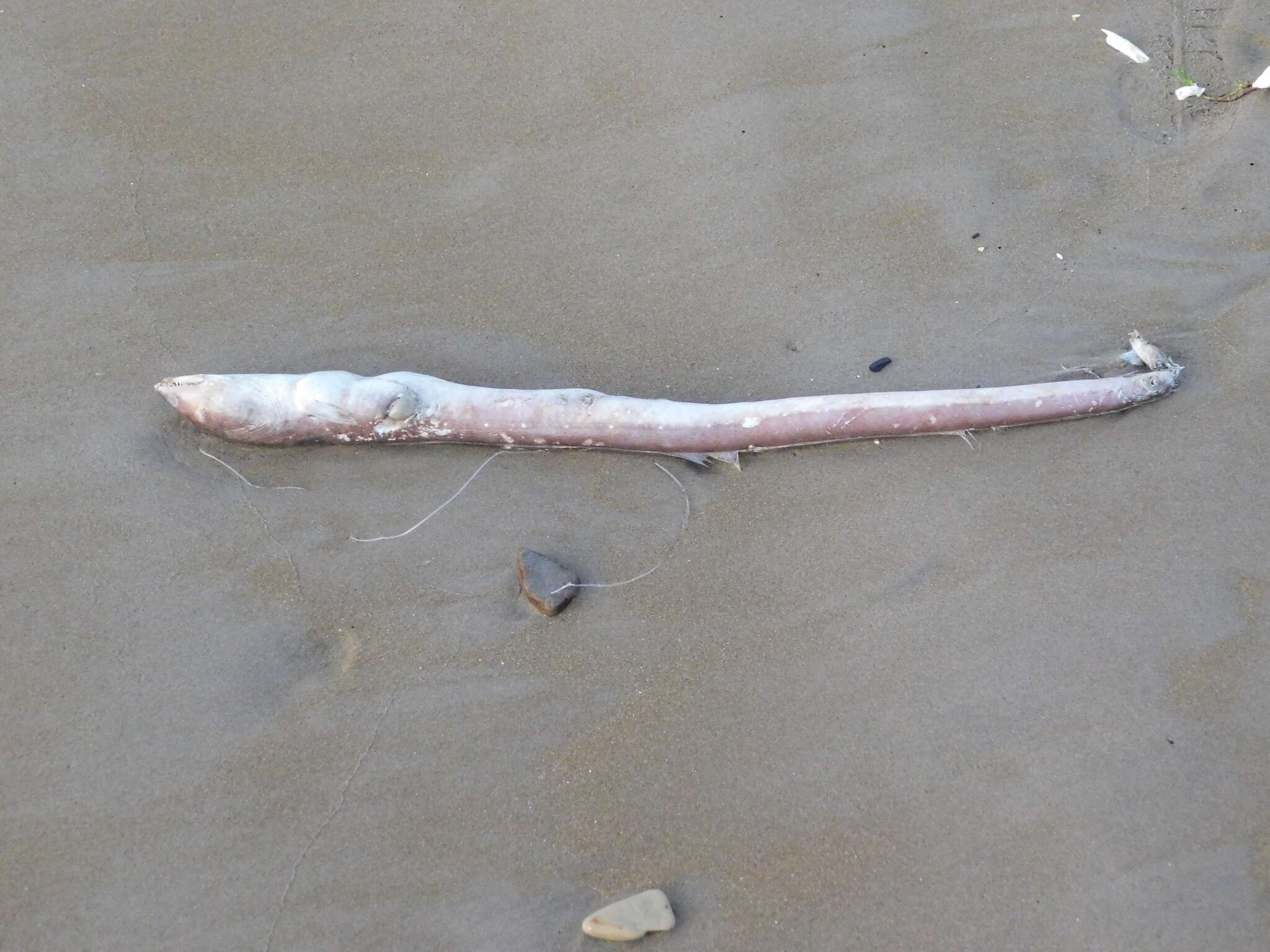 Image of Fangjaw eel