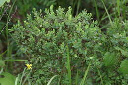 Image of Arcadian St. John's-Wort