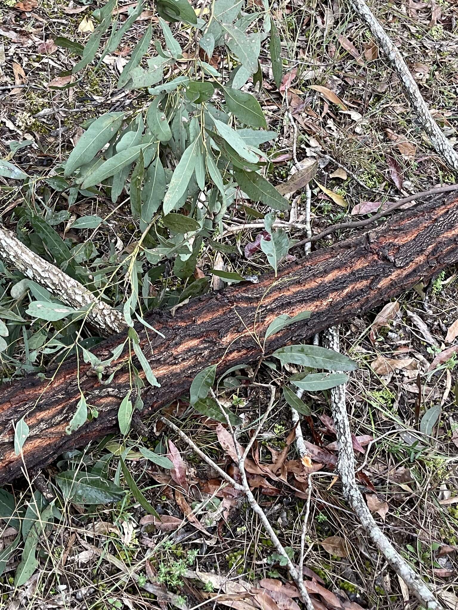 Слика од Eucalyptus crebra F. Müll.