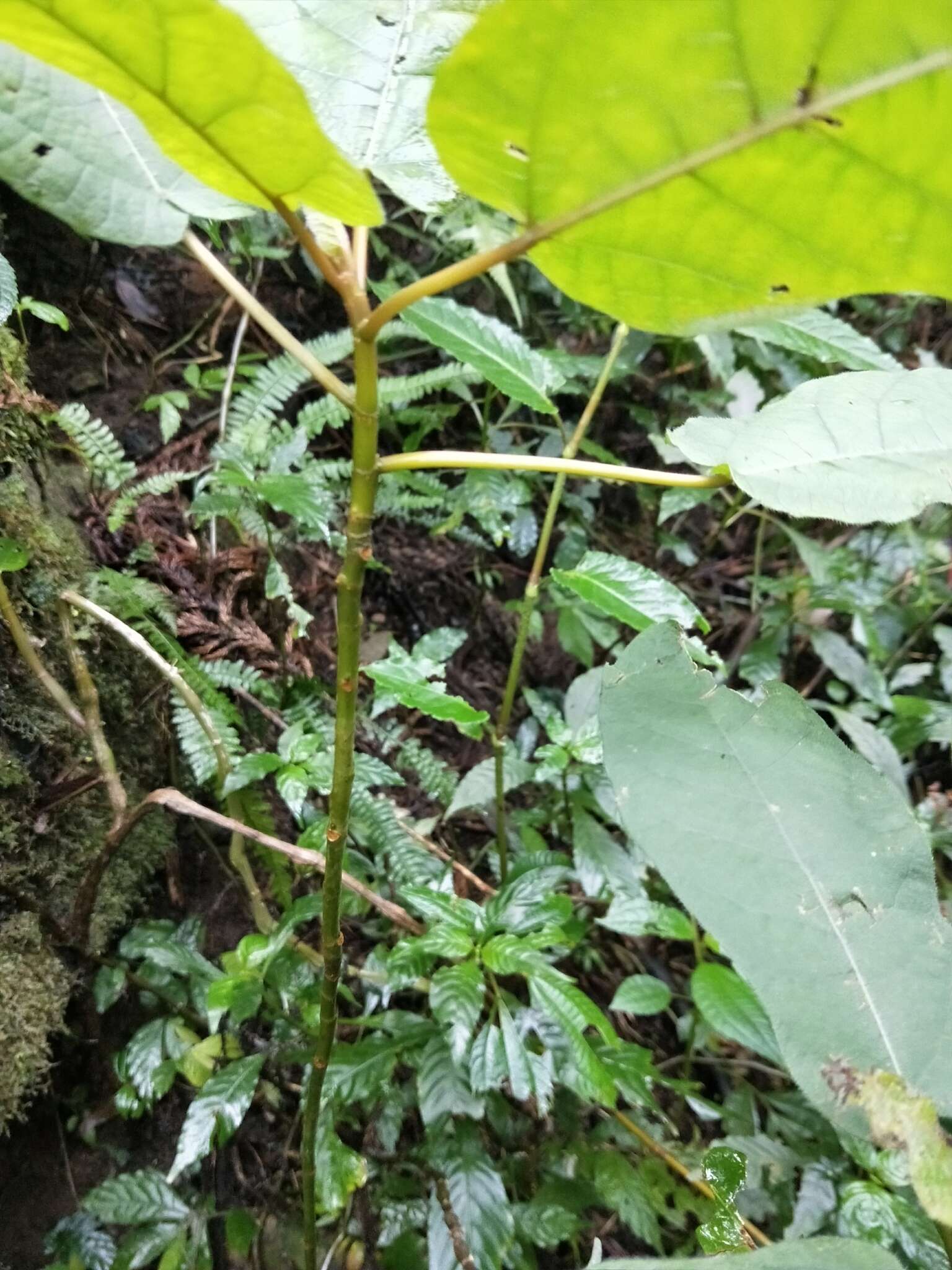 Image of Ficus erecta Thunb.