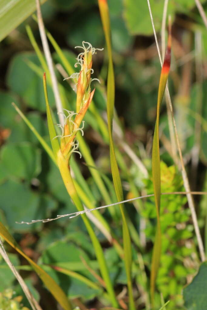 Sivun Machaerina acuta (Labill.) J. Kern kuva