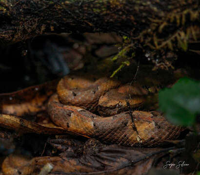 Image of Hognosed Pit Viper