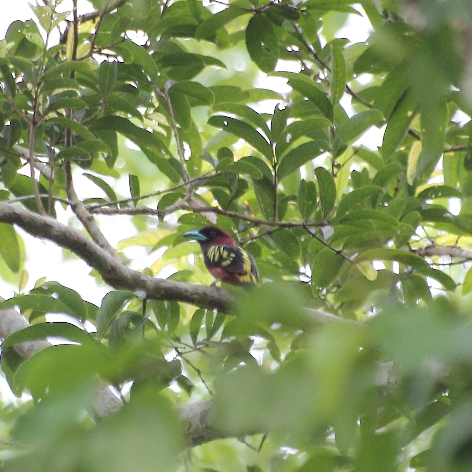 Image of Banded Broadbill