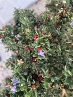 Image of Santa Catalina Island desert-thorn