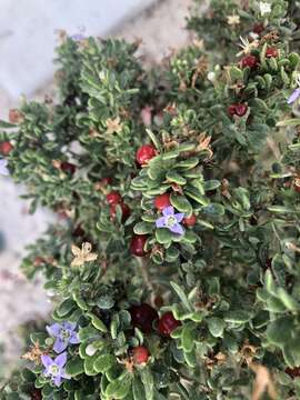 Image of Santa Catalina Island desert-thorn