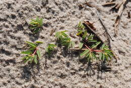 صورة Euphorbia polygonifolia L.