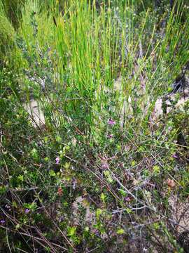 Imagem de <i>Indigofera <i>angustifolia</i></i> var. angustifolia