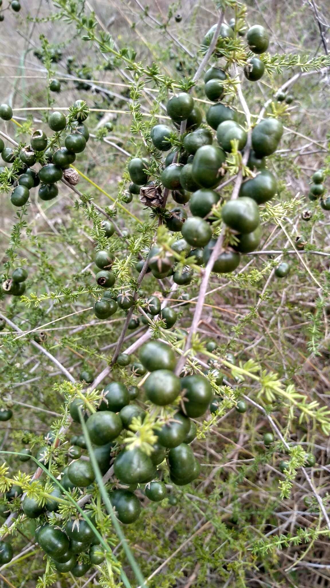 Image of Spiny Asparagus