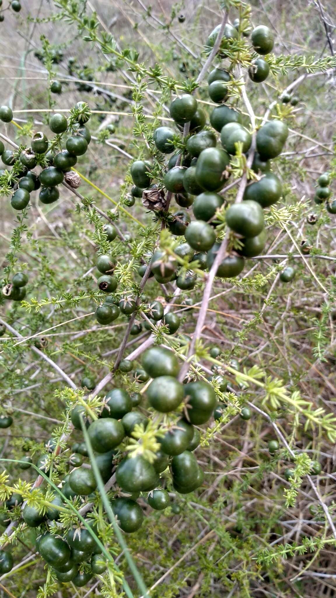 Image of Lesser Asparagus