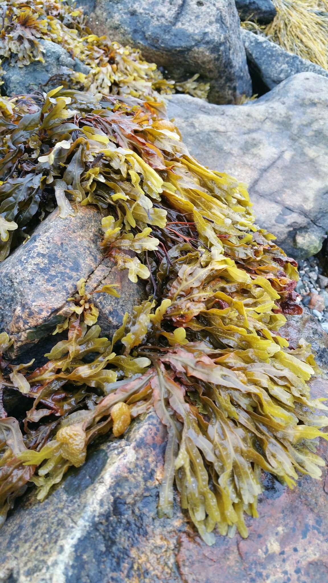 Image of Spiral or Spiralled Wrack