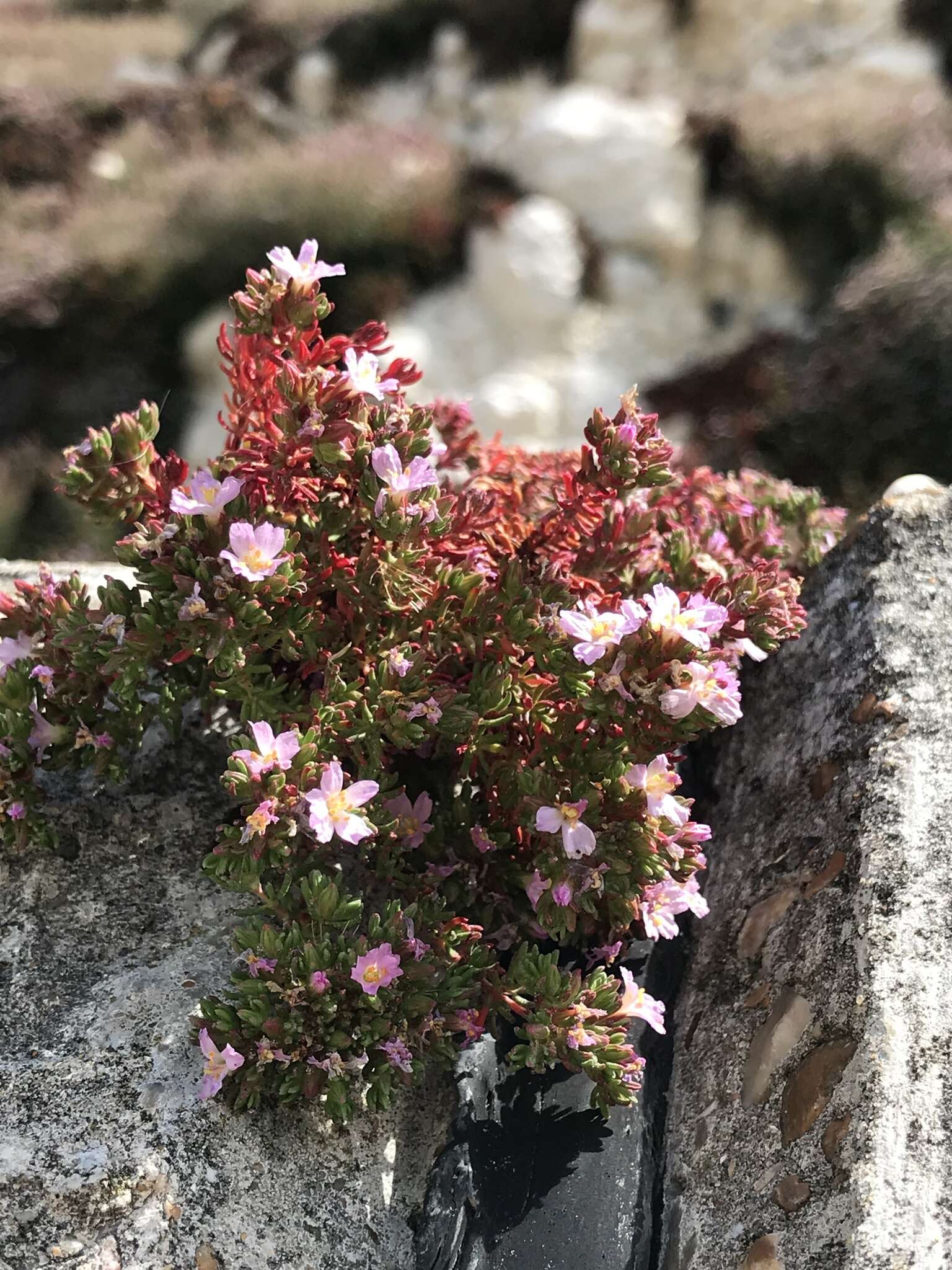 Image of Frankenia laevis L.