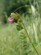 Image of Green Hound's-tongue