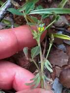 Image of hairy medick