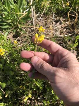 Image of Lyrate bladderpod