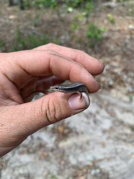 Plancia ëd Plestiodon egregius lividus Mount 1965