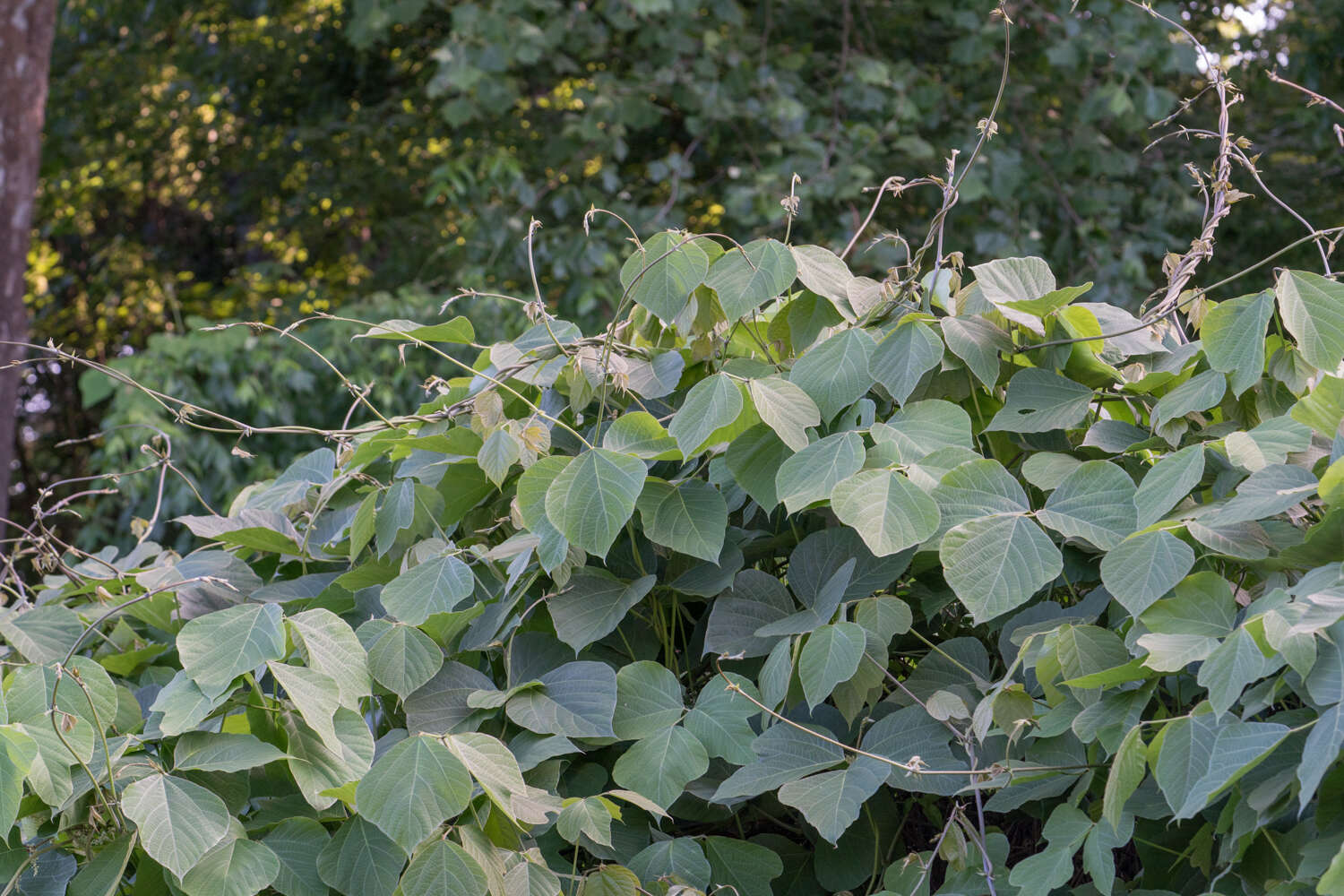 Image of kudzu