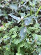 Image of Woodland False Buttonweed