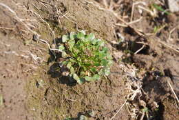 Image of Danish scurvygrass