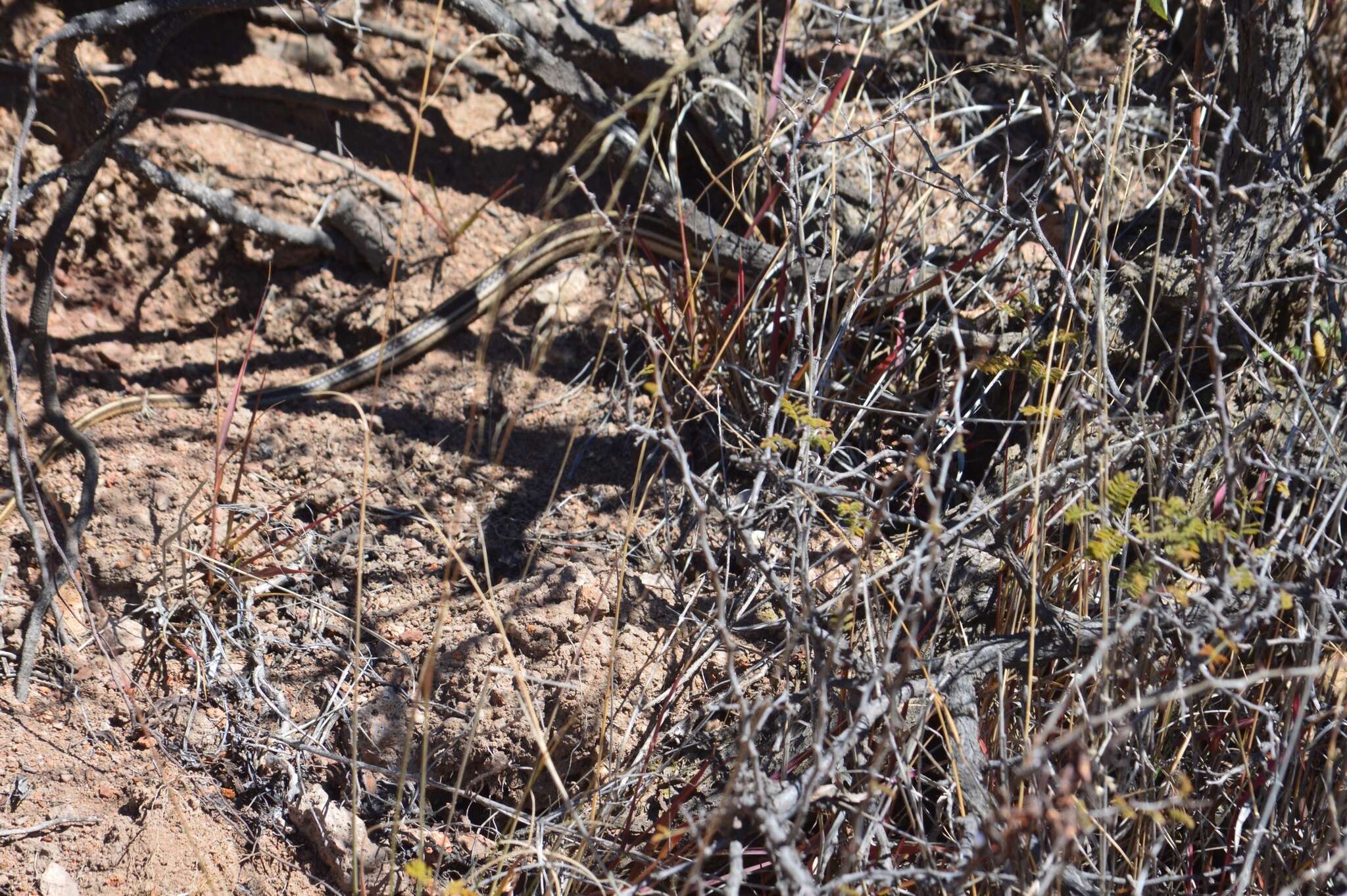 Image of Baird's Patchnose Snake