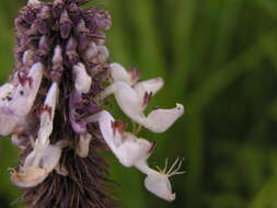 Image of <i>Coleus kirkii</i>