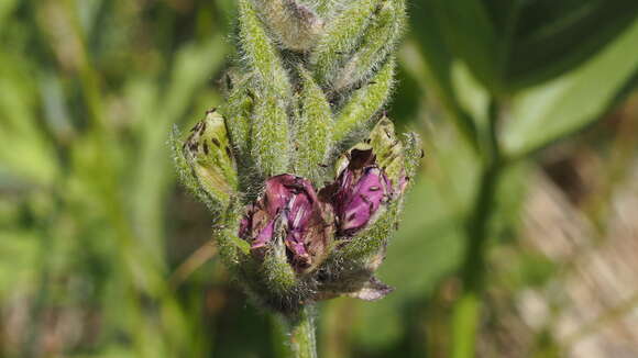 Plancia ëd Hoita orbicularis (Lindl.) Rydb.