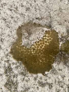 Image of Blushing Star Coral