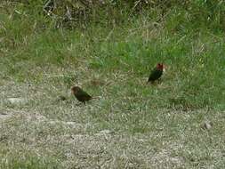 Image of Red-throated Parrot-Finch