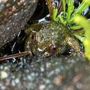 Image of Puerto Eden Frog