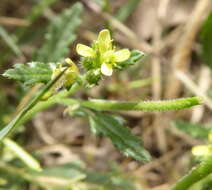 Sisymbrium turczaninowii Sond.的圖片