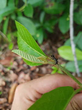 Image of Croton hostmannii Miq. ex Schltdl.