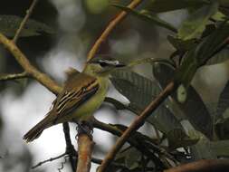 Imagem de Pachyramphus albogriseus Sclater & PL 1857