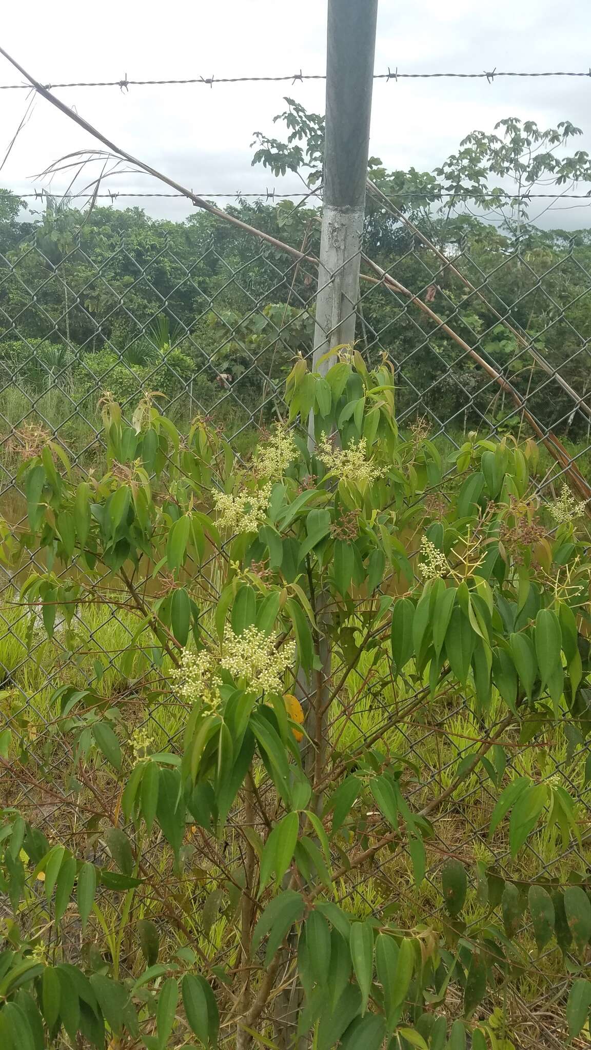 Imagem de Miconia minutiflora (Bonpl.) DC.